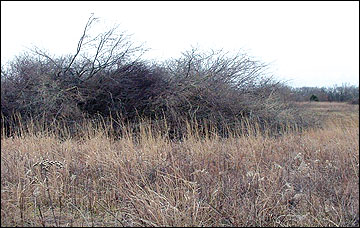 Patches of shrubs adjacent to fields provide excellent escape cover