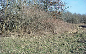 Patches of shrubs adjacent to fields provide excellent escape cover