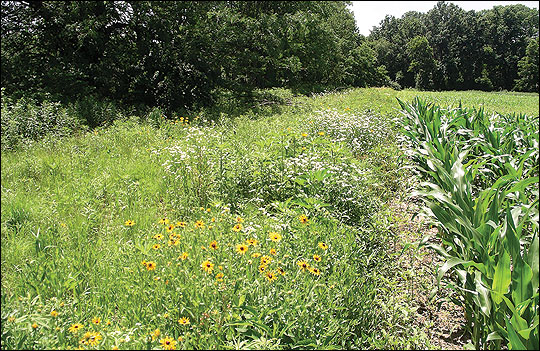 Field borders of native warm-season grasses