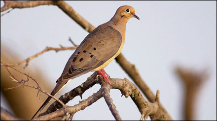 Mourning doves