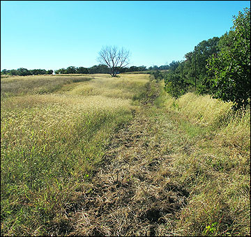 Millets as a food source