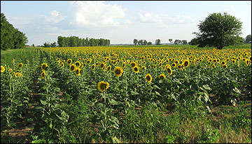 Sunflowers