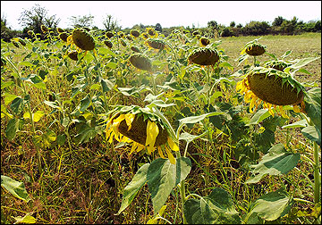 In mid-August, as the crop and seed heads mature, consider harvesting a portion of field