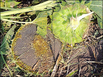 Harvest sunflowers such that seed heads are scattered on the ground