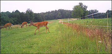 Crop fields planted for doves can also attract deer