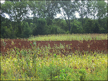 mourning dove food plot