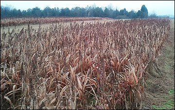 Planting and harvesting in alternating strips