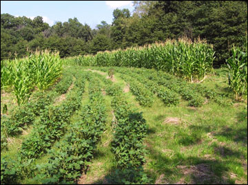 Increase the diversity of foods