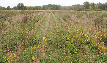 native forbs produce an abundance of seed