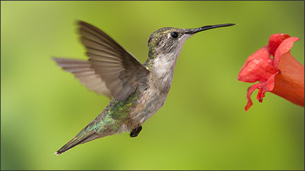 Ruby-throated hummingbird