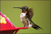 Ruby-throated hummingbird