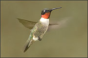 Ruby-throated hummingbird