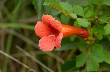 Trumpet creeper