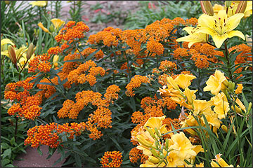 Butterfly weed