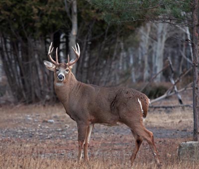 A buck standing in a forest clearing.