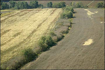 A field border around a crop field.