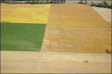 A crop field without a border or fence row.