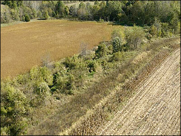 A wide vegetative zone between a crop field and shrubs.