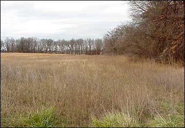 A field border next to a crop field.