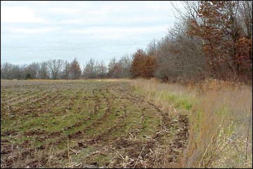 A herbaceous field border next to a woodland.