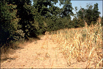 A bare patch of field representing crop loss in a field adjacent to mature trees.