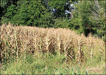 Shorter corn rows next to a tree line.