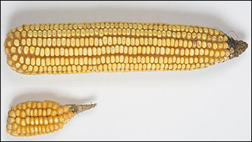 A comparison of corn grown adjacent to a 30-foot-wide field border and corn grown next to a tree line, with the latter being about a fifth the size of the former.