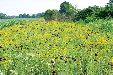 A field border composed of native forbs and warm-season grasses.