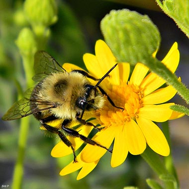 A bumble bee on a flower.