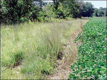 A wide field border composed of native forbs and warm-season grasses.