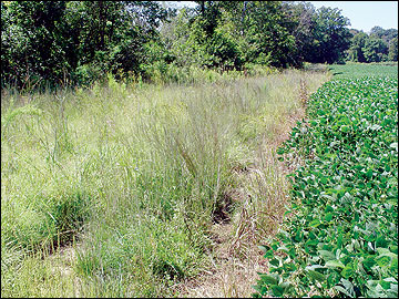 Field Borders for Economic and Benefits, G9421 MU Extension