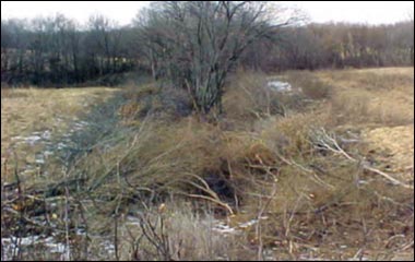 An edge-feathered field border.