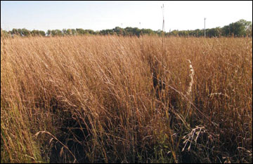 A variety of native warm-season grasses have been considered as crops for biofuel