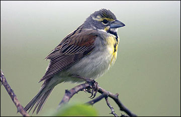 Populations of many species dependent on early successional plant communities