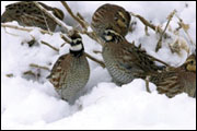 Populations of many species dependent on early successional plant communities