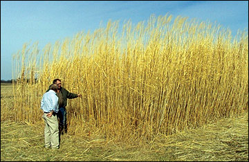 Missouri landowners are becoming increasingly interested in producing miscanthus