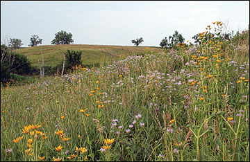The plant composition of early successional plant communities provides the vertical structure and food sources that are essential for a variety of wildlife species.