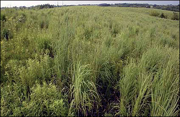 Scattered patches of shrubs and thickets