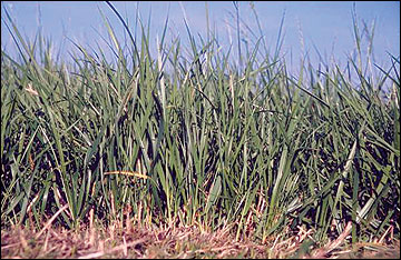 Stands of sod-forming grasses