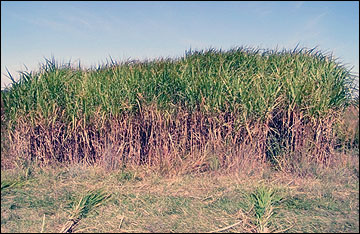 Miscanthus stands