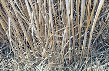 Miscanthus stands