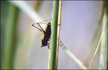 Miscanthus stands