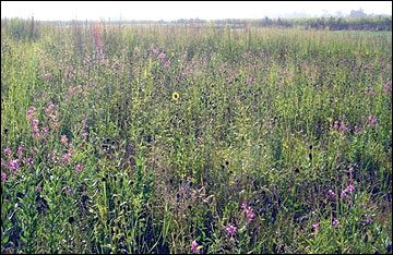 Miscanthus stands