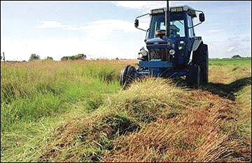 To retain important cover for nesting wildlife, delay harvest of switchgrass until after a killing frost