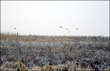 To retain important wildlife habitat and cover through the winter, delay harvest of switchgrass until the next spring