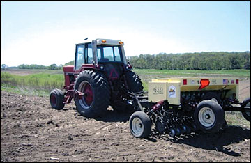 Miscanthus stands