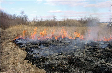 Prescribed fire, an effective tool for managing native warm-season grass stands, can be used to control woody invasion