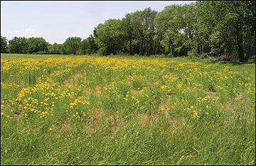 Miscanthus stands