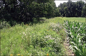 Miscanthus stands