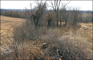 Edge feathering and hinge-cutting along field borders adjacent to crop fields or fields of biomass crops can enhance these areas for wildlife